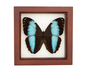 Framed Butterfly Display Blue Banded Morpho Butterfly