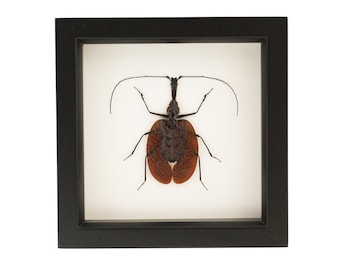 Real Framed Beetle Violin Beetle Display Mormolyce phyllodes