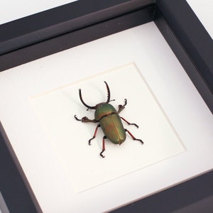 Real Framed Beetle Insect Display Archival Quality