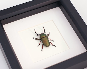 Real Framed Beetle Insect Display Archival Quality