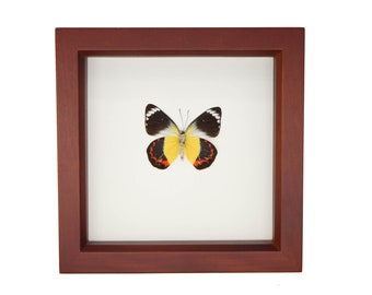 Framed Butterfly Art Display Papilio Blumei - Etsy