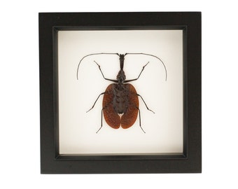 Framed Beetle Violin Beetle Display
