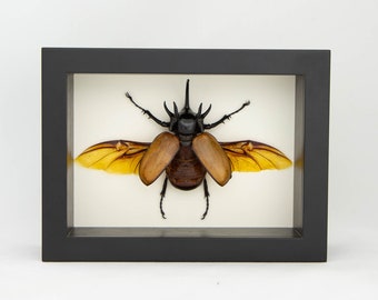 Framed Rhinoceros Beetle Taxidermy Display