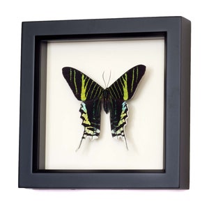 Urania Swallowtail Mounted Moth Framed Insect Display image 3