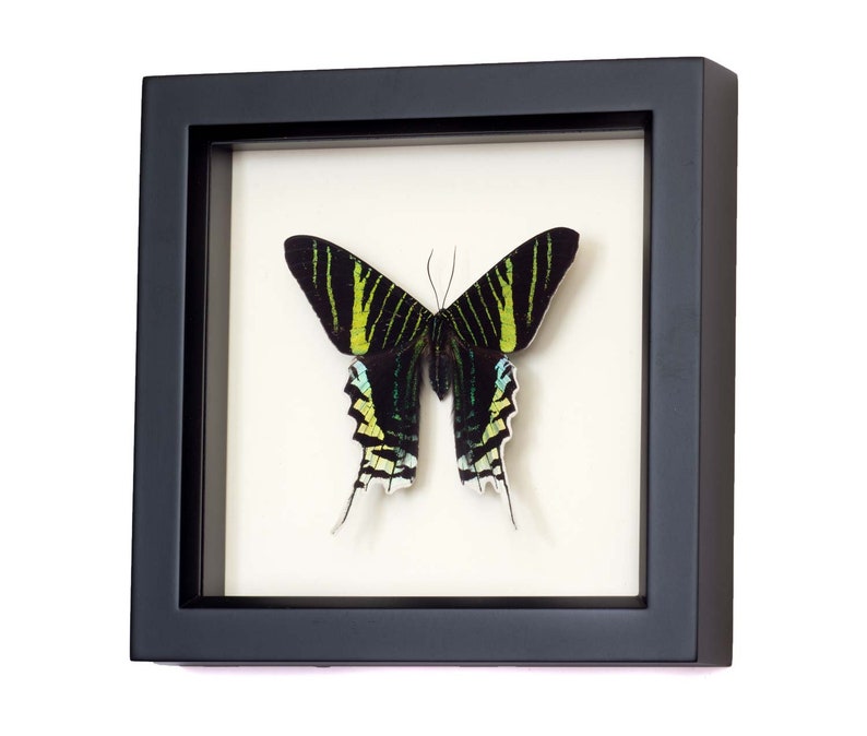 Urania Swallowtail Mounted Moth Framed Insect Display image 3