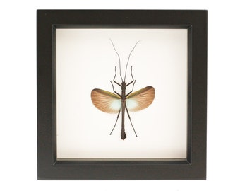 Framed Walking Stick Insect Taxidermy Shadowbox