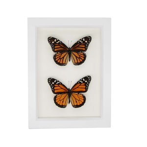 Framed Monarch Male and Female Shadowbox Butterfly Display 6x8 White Frame