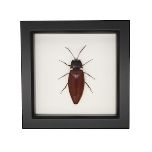 Framed Giant Click Beetle Insect Display Oxynopterus audouini 217