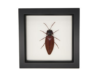 Framed Giant Click Beetle Insect Display Oxynopterus audouini 302