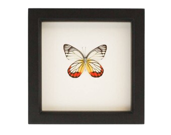 Real Butterfly Display Painted Jezibel