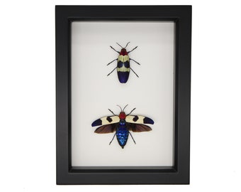 Framed Real Jewel Beetle Collection Display 6x8