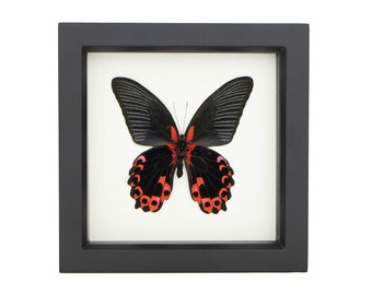 Butterfly Taxidermy Papilio rumanzovia Display Scarlet Mormon 6x6