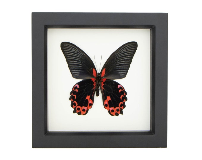 Butterfly Taxidermy Papilio Rumanzovia Display Scarlet Mormon 6x6 Etsy
