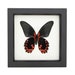 see more listings in the Framed BUTTERFLIES section