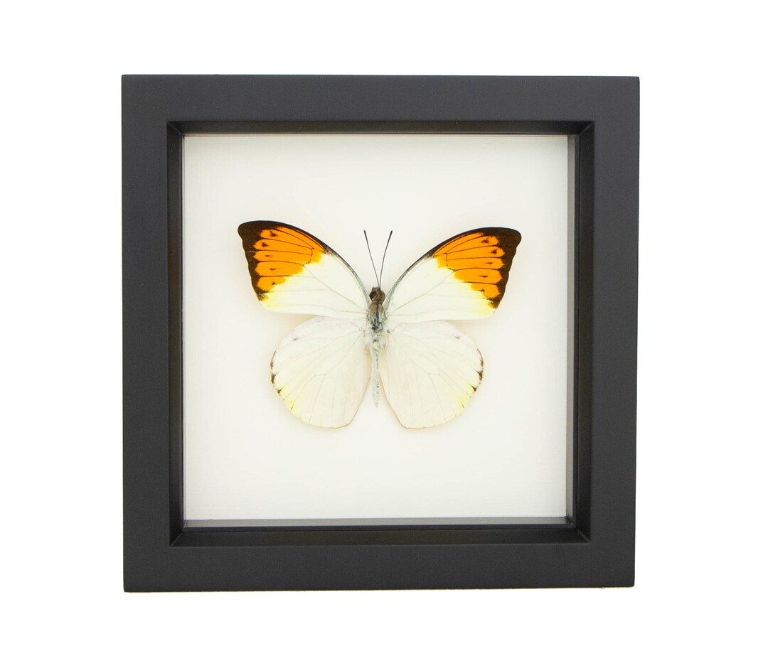 Butterfly Art Display Great Orange Tip 6x6 Etsy