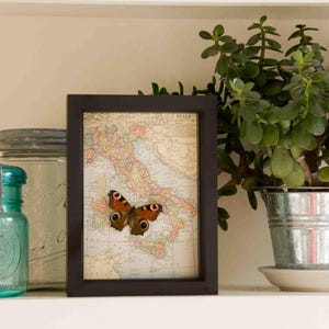 Puede incluir: Un mapa vintage enmarcado de Italia con un esp&eacute;cimen de mariposa marr&oacute;n y naranja montado en el mapa. El mapa est&aacute; en un marco negro con un frente de vidrio.