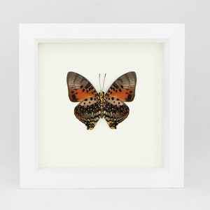 Real Framed Butterfly Charaxes zingha African Insect Taxidermy White Frame