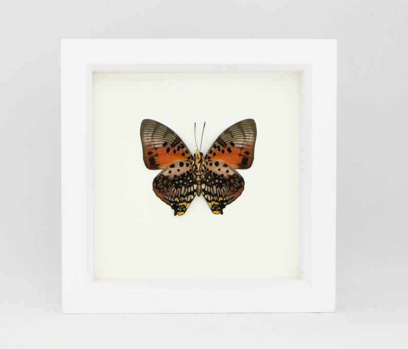 Real Framed Butterfly Charaxes zingha African Insect Taxidermy White Frame