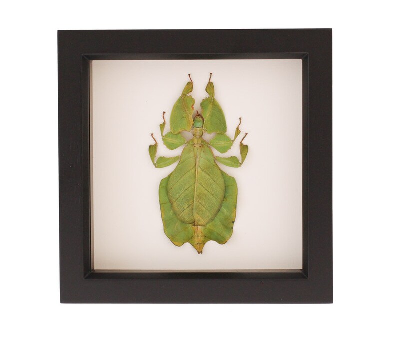 Wood Frame Insect Display Walking Leaf Etsy