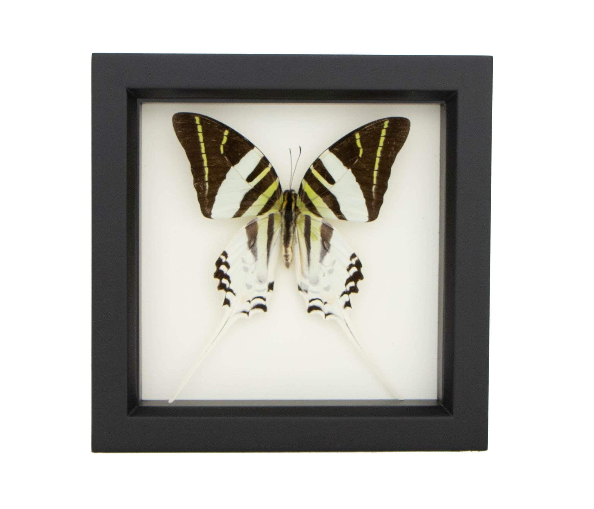 Real large beautiful framed Zebra Swordtail Butterfly! Real large beautiful framed Zebra Swordtail Butterfly!