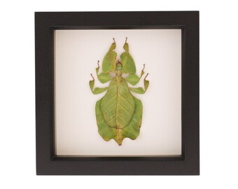 Walking Leaf Taxidermy Insect Framed Shadow Box Phyllium Pulchrifolium 6x6