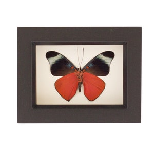 Real Butterfly Shadowbox Red Flasher Framed Insect 3.5x4.5