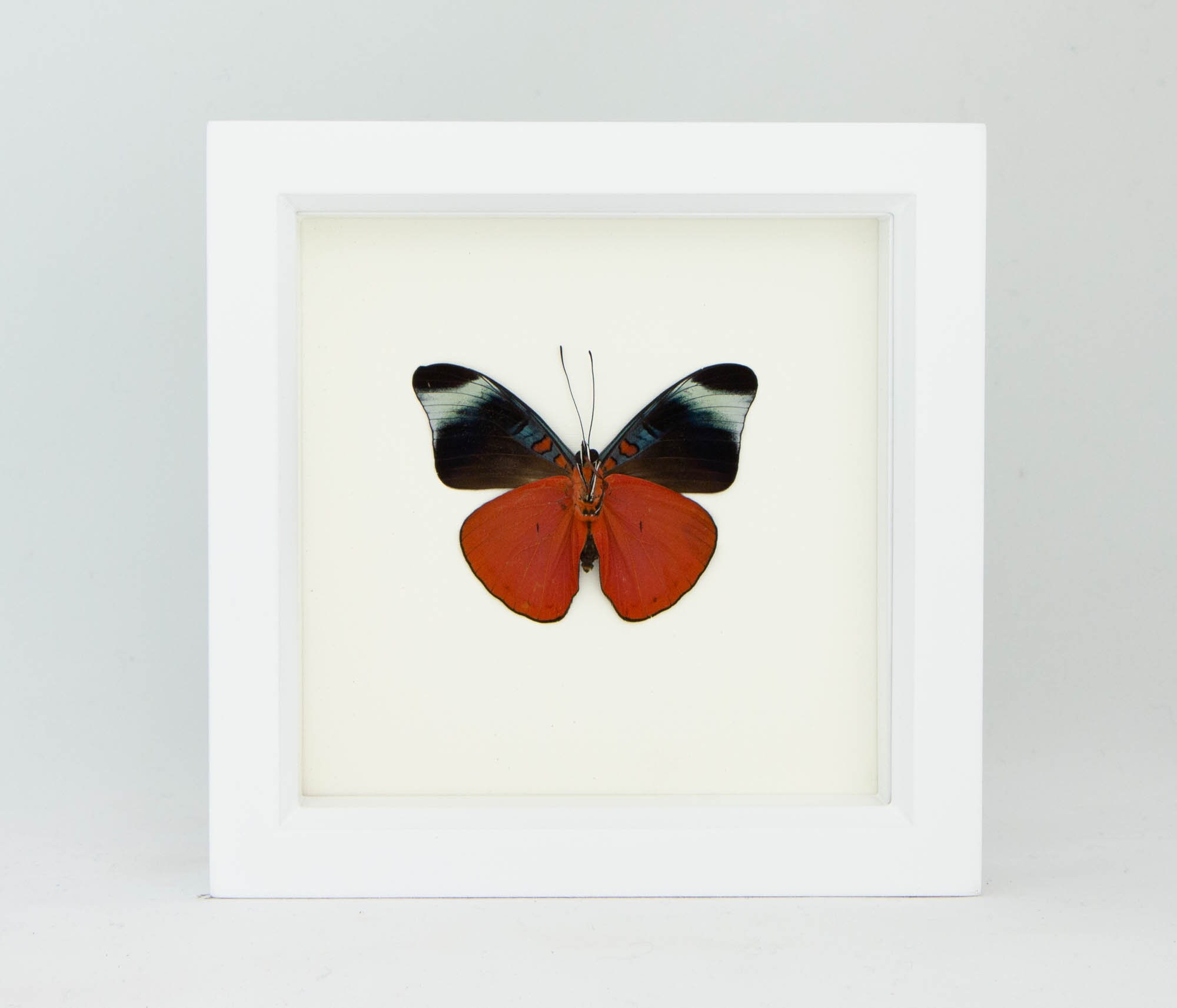 Panacea prola 蝶の標本 フレーム付き Real Framed Butterfly Display Panacea prola species 6x6 - Etsy 日本