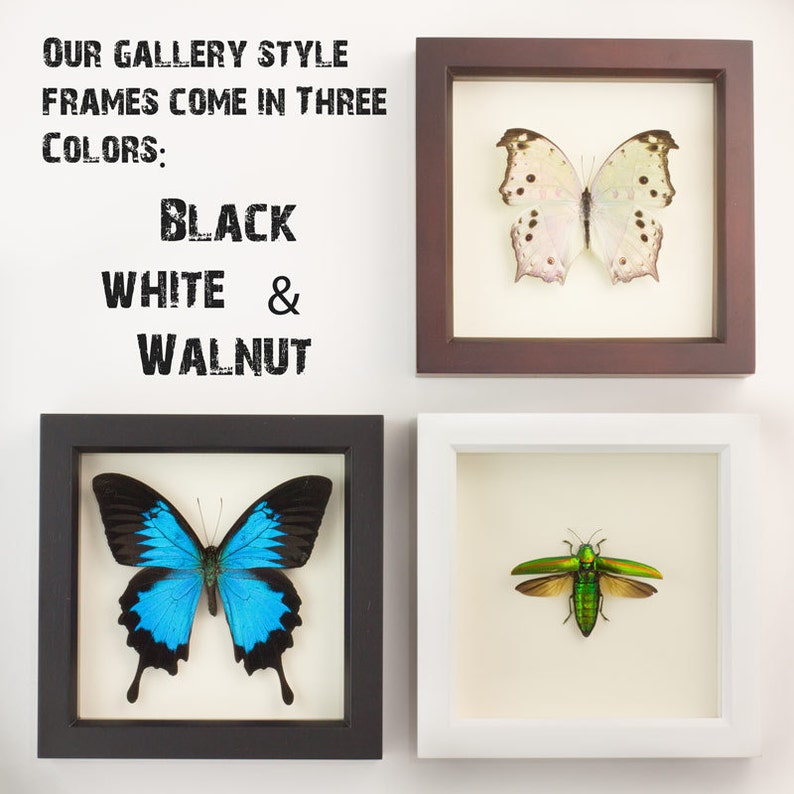 Real Framed Butterfly Papilio ulysses in museum White Shadowbox image 3