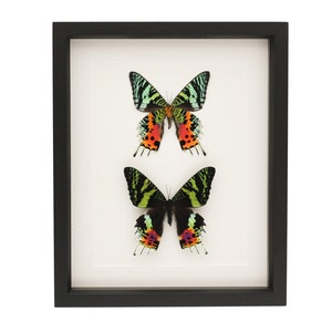Real Framed Moth Collection Sunset Moth Display UV Glass Urania Ripheus ...