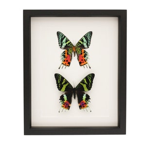 Real Framed Moth Collection Sunset Moth Display UV glass Urania ripheus