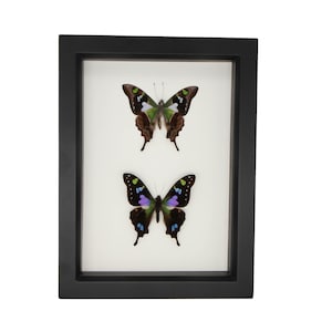 Purple Mountain Graphium weiskei Butterfly Set 6x8 image 1