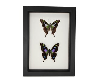 Purple Mountain Graphium weiskei Butterfly Set 6x8