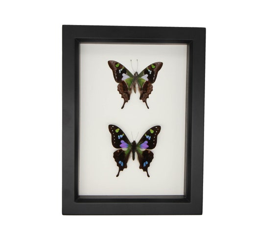 Purple Mountain Graphium weiskei Butterfly Set 6x8