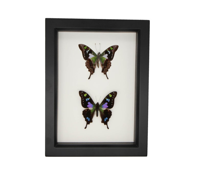 Purple Mountain Graphium weiskei Butterfly Set 6x8 image 1