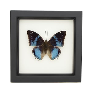 Blue Charax Real Framed Butterfly Shadowbox Display 6x6