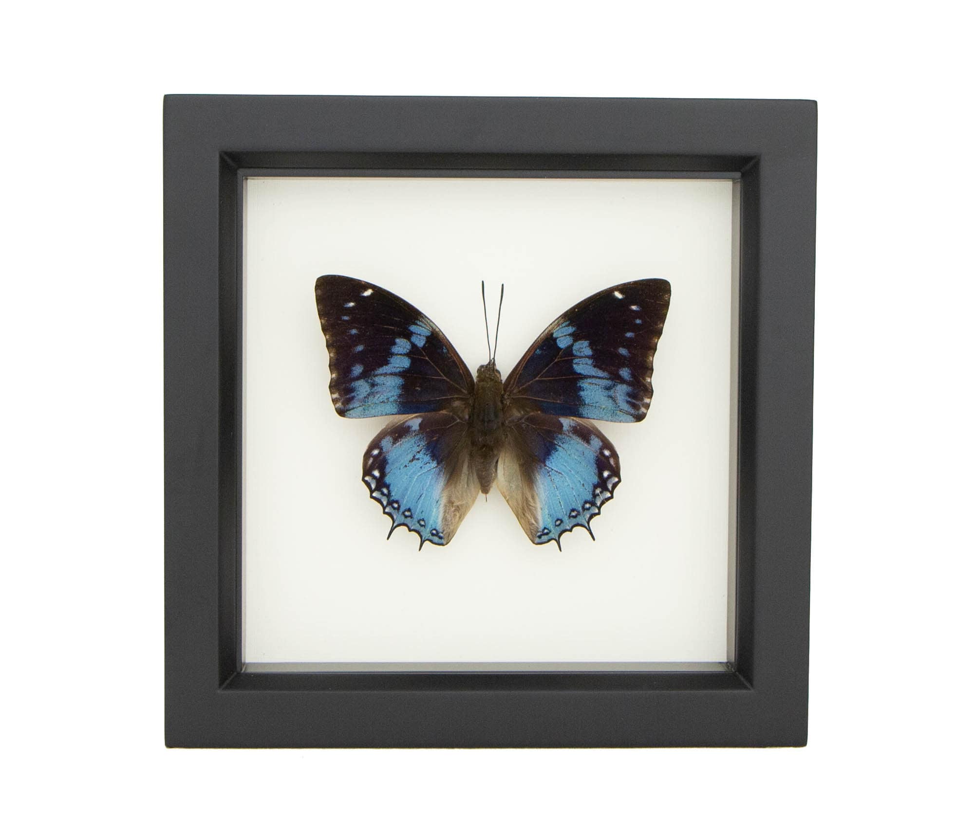 Blue Charax Real Framed Butterfly Shadowbox Display 6x6