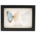 see more listings in the SKELETON Butterfly/Moth section