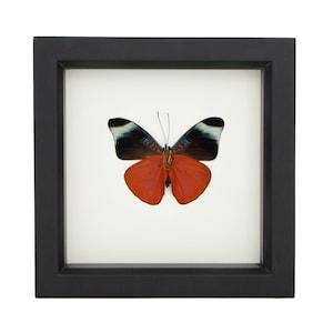 Red Flasher PANACEA PROLA Real Butterfly Display 6x6 Shadowbox Display