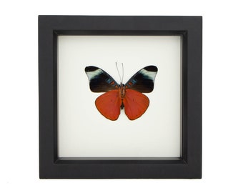 Red Flasher PANACEA PROLA Real Butterfly Display 6x6 Shadowbox Display
