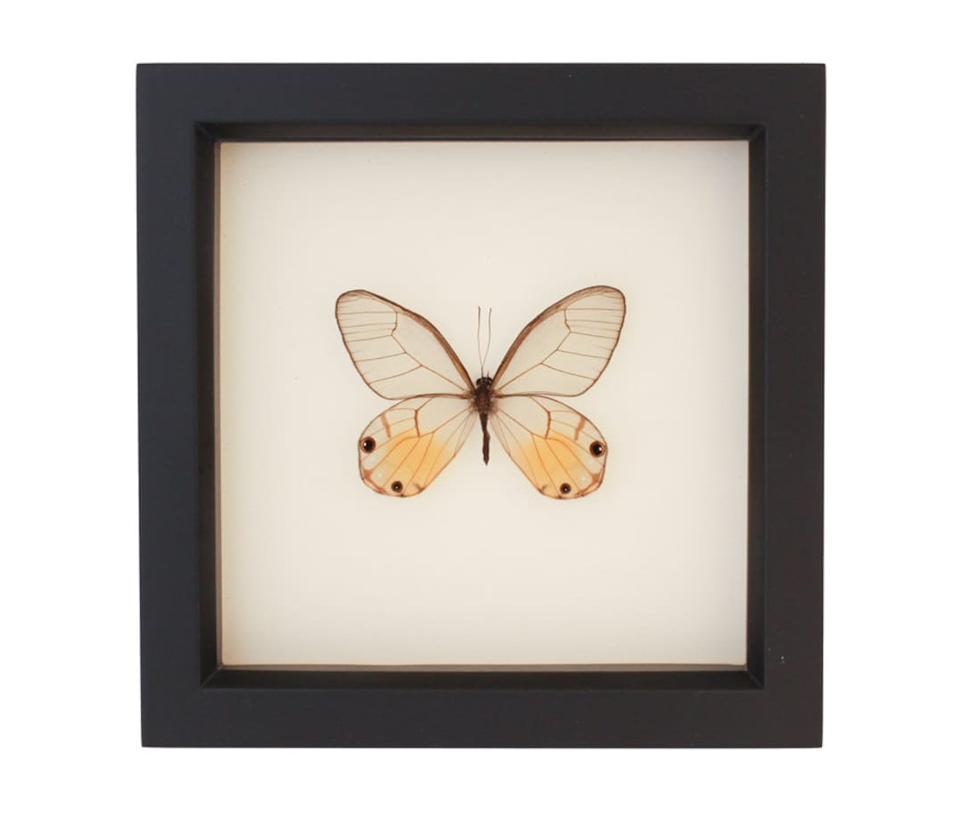 Real Butterfly Display Phantom Glasswing - Etsy