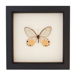 Real Butterfly Display Phantom Glasswing