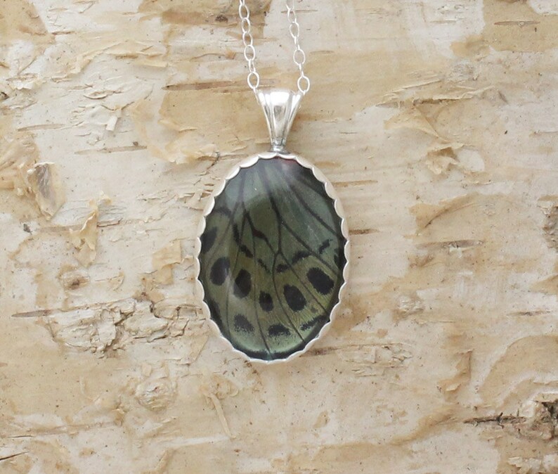 Real Butterfly Jewelry Charles Darwin Pendant Etsy