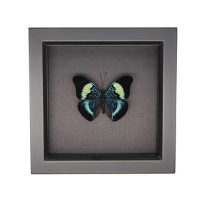 Real Butterfly Shadowbox Red Flasher Display Black Background