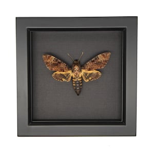 Framed Death Head Moth Display Acherontia lachesis Black Background UV Blocking Glass