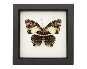Framed Butterfly Box Display Glorious Begum 6x6 UV Blocking Glass