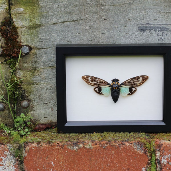 Framed Cicada Natural History Display