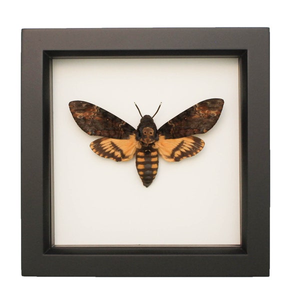 Real Mounted Death Head Moth Taxidermy Display UV Blocking Glass