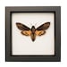 Real Mounted Death Head Moth Taxidermy Display