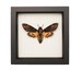 Real Mounted Death Head Moth Taxidermy Display 