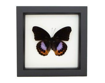 Framed Butterfly Display Hypolimnas pandarus 6x6